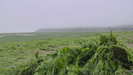 La marée étati en vert.jpg